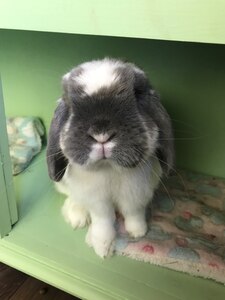 Penelope