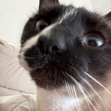 Ugnė Kun