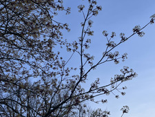 Silke