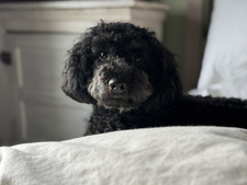 Catie 