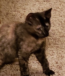 Debbie
