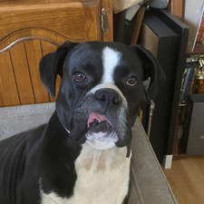 Eli