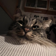 Maya