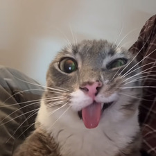 Joudi
