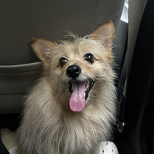 chloe