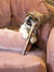 Araknis