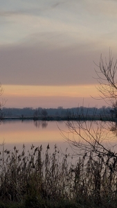 Rabarbar