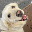 Inga