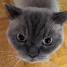 Lia