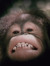 Monkey ...