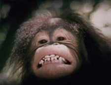 Monkey Monday