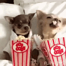 DaMMbooklover 