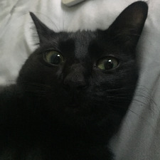 stella