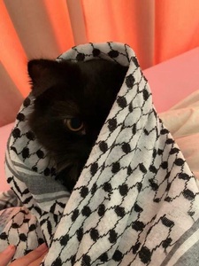سَجى