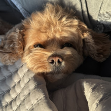 Caprille ₊✩‧₊˚౨ৎ˚₊✩‧₊ Libby ૮₍ • ᴥ • ₎ა