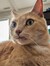 Meow 98