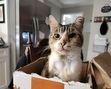 Jude