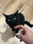 Ari