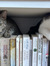 Toni Glaum