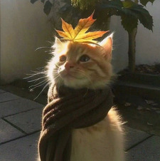 Cate