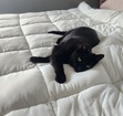 Valentin