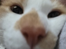 Tj