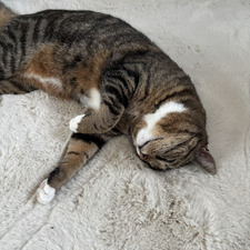 Louisa