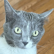 Sali