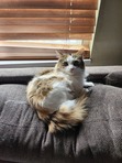 Kylee
