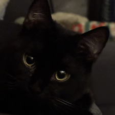 Celi