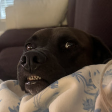 Jack