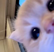 ᴍᴀʀʏ