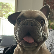Holly