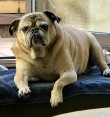 Maya