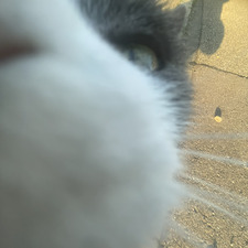 Lou 