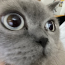 nina