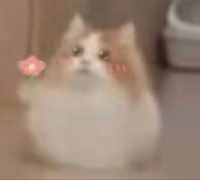 Sayuki 