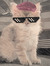 miao :)