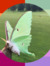 moth ᖭི༏ᖫ