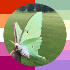 moth ᖭི༏ᖫ