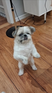 Lexuh