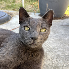 Kaia