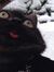 Lilcat