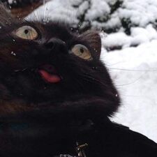 Lilcat