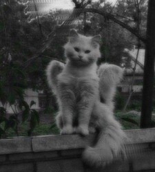 Jule