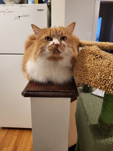 Elliott