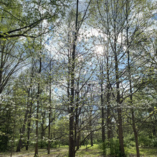 Olivia Ray