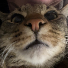Hannibal