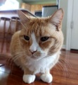 Macoy