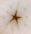 AppleBells
